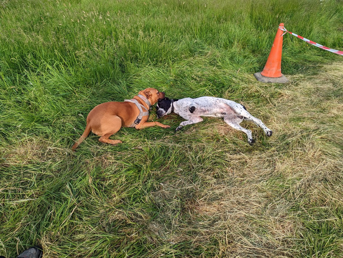 bexmh's tweet photo. #Ambassadogs
"Don't hide your dogs away" #EndBSL @RishiSunak
This one loves his friends https://t.co/WlwZaumVeM