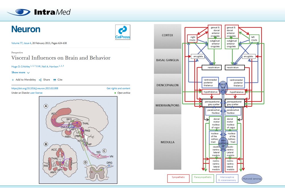IntraMedNet's tweet photo. El nervio VAGO conecta el intestino con el cerebro, el 90% de sus fibras son aferencias sensitivas e informan del estado de las vísceras. Muchas decisiones cotidianas están influenciadas subliminalmente por esta información (atracción, aversión, marcador somático, "corazonadas"). https://t.co/QmQq7SWBkK