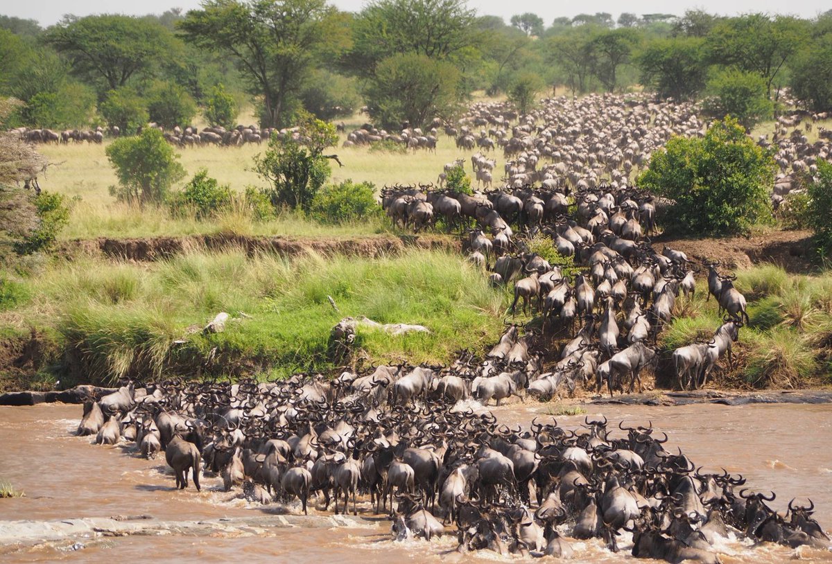 leozintips's tweet image. Efeito manada aconteceu novamente hoje.

Alguém (não faço ideia de quem) postou que o Haaland tinha perdido a vó e poderia homenageá-la na partida tirando a camisa ao fazer gol e diversos tipster e apostadores acreditaram na notícia.

A verdade: a vó dele faleceu fazem 2 semanas.…