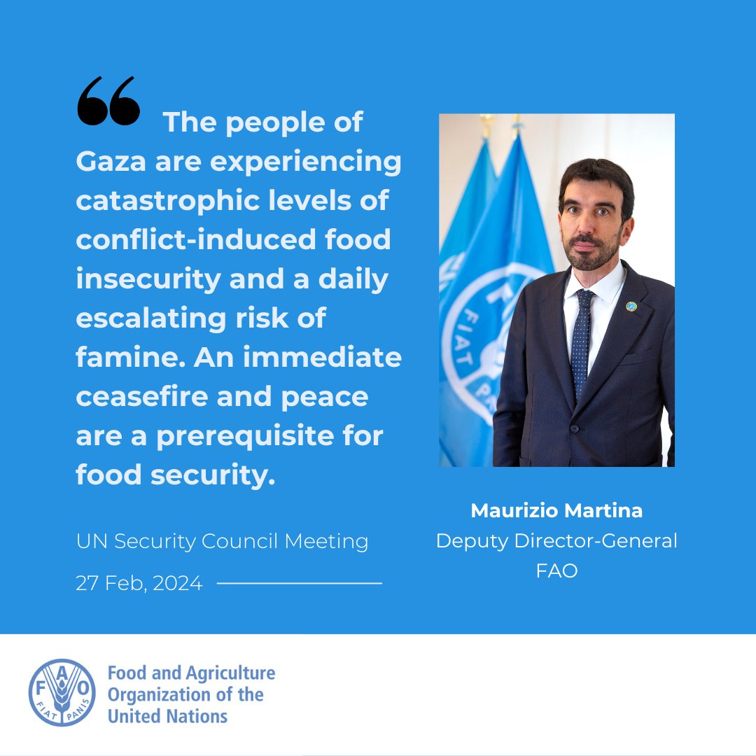 During the @UN Security Council's Open Debate on Protection of Civilians in Armed Conflict, @FAO DDG @maumartina briefed on the impacts of conflict across the entire food supply chain in Gaza and called for immediate cessation of hostilities. More➡️ bit.ly/3OVM5KE #UNSC