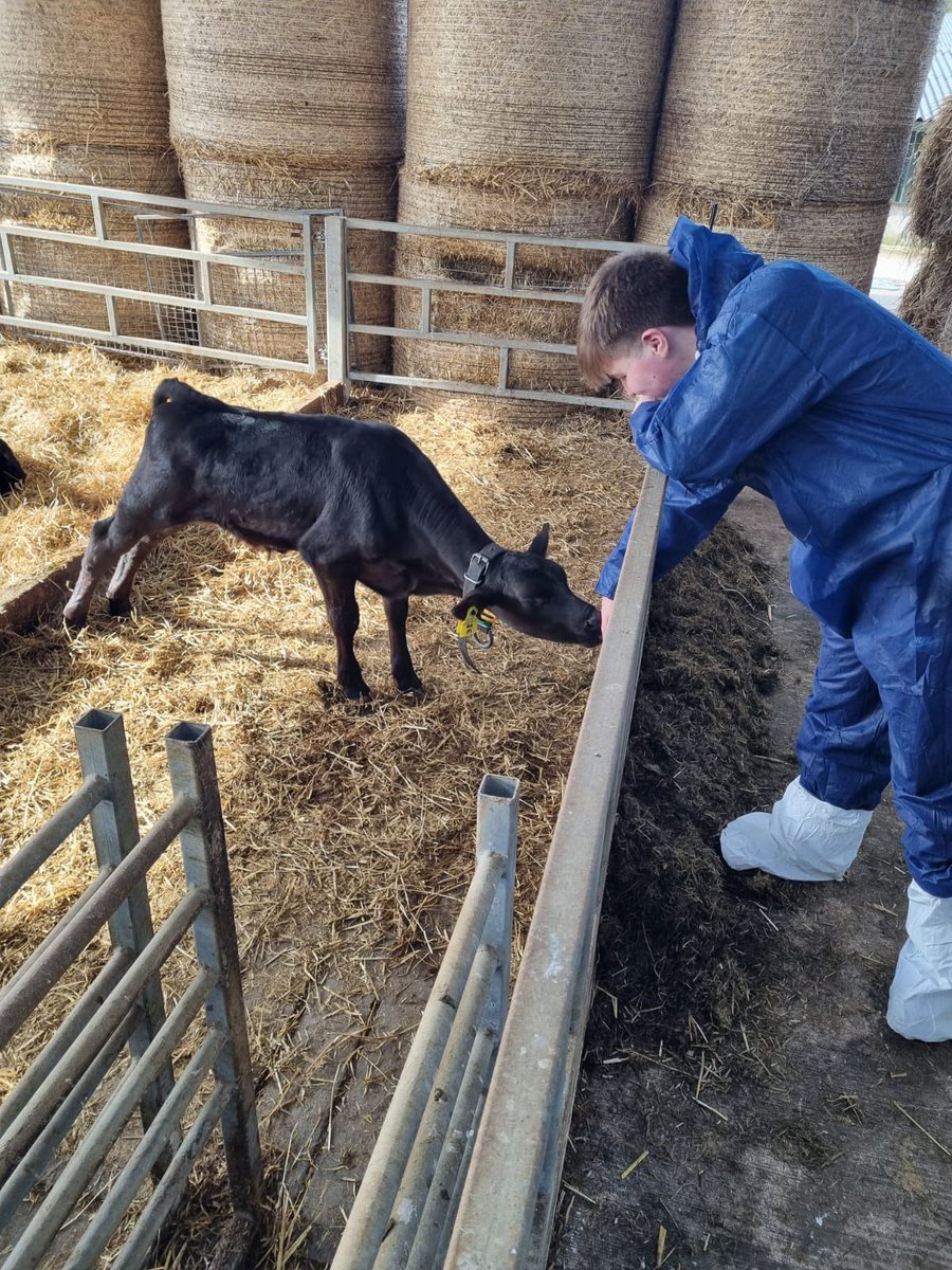 bhs_biodept's tweet image. Our Year 13 biologists had a fantastic day at @DiscoverCAFRE  Greenmount Campus putting their environmental biology theory into practice. Lots of opportunity to see the various agricultural practices at work aswell as carrying out some sampling techniques