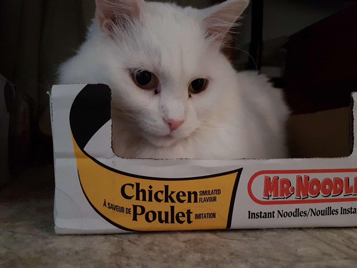 kitko's tweet photo. She had been struggling for over a month due to a mass growing on the back of her tongue. Throughout her life she had zero health issues. She was the younger of my two cats, I did not expect to have to say goodbye to her so soon. Life is unfair. I will miss her with all my heart https://t.co/0BjrhpGvbh