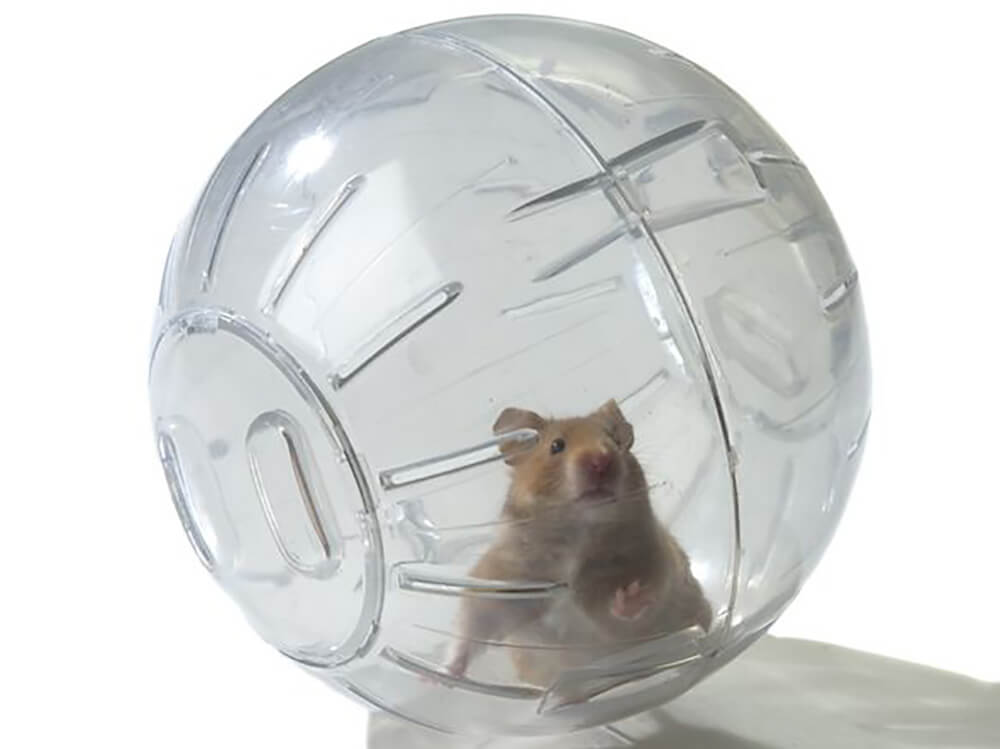The Dangers of Letting Your Hamster In An Exercise Ball petpost.ca/blog-posts/the…