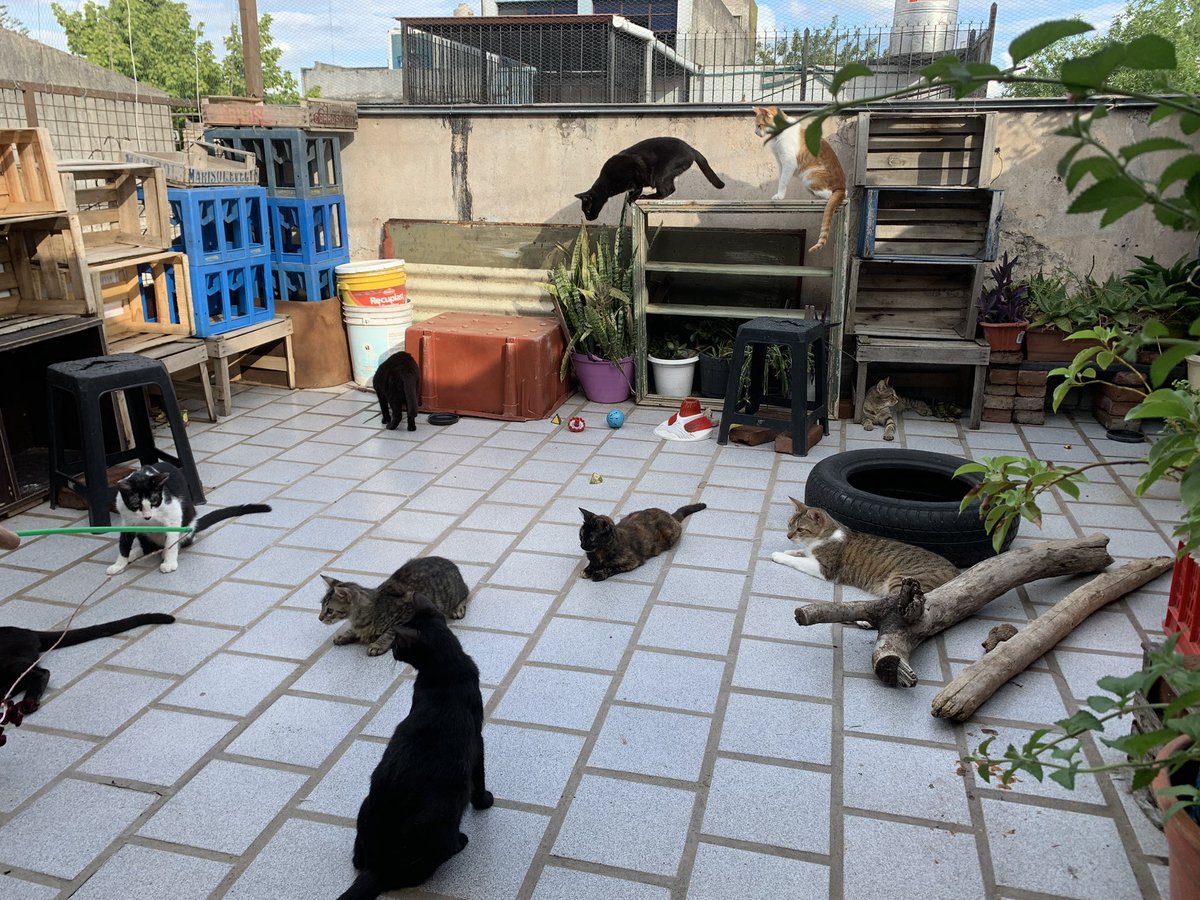 Hogar Gatitos Jazz tweet media