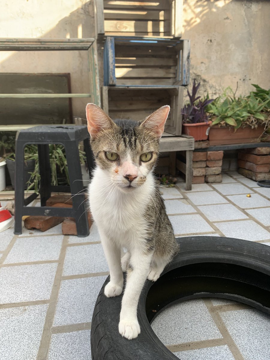 Hogar Gatitos Jazz tweet media