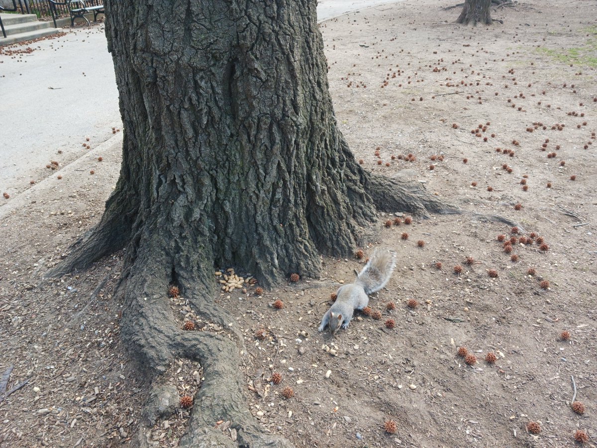 The pumpkins got fed all around today. It's a sunny day in mid 40F, much warmer. I saw lots of squirrels out foraging but no dreys anywhere.