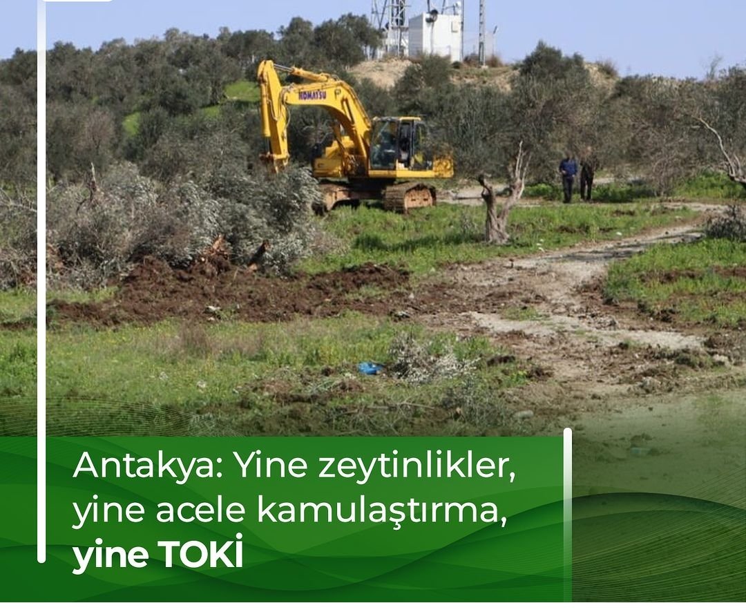 CevreTarim's tweet photo. #deprem #zeytinağacımadokunma https://t.co/SWBQEBRM2Q