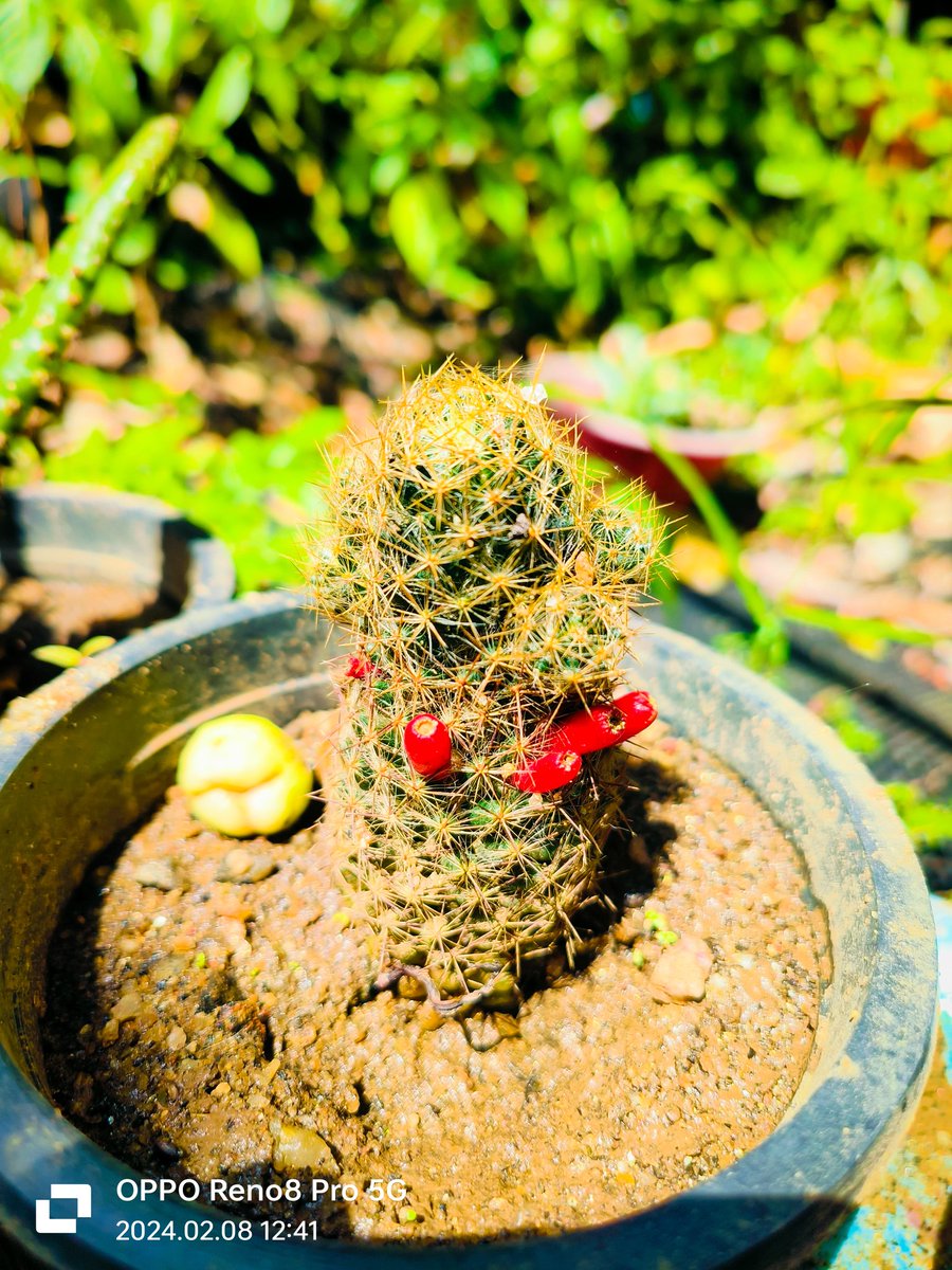 MohaRadhu1's tweet photo. Hi! @oppo @PeteLau I'm A Mobile Photographer I Captured This Pics With #OppoReno8Pro Hope To Win The Beast Of Mobile Photography #OPPOFindX7Ultra
It Will Be A Great Motivation For My Career. Plz Help Me With Oppo Find X7 Ultra #OPPORecaptured #OPPO
#ShotOnOppo #nature #art #love https://t.co/dCNidc6uPG