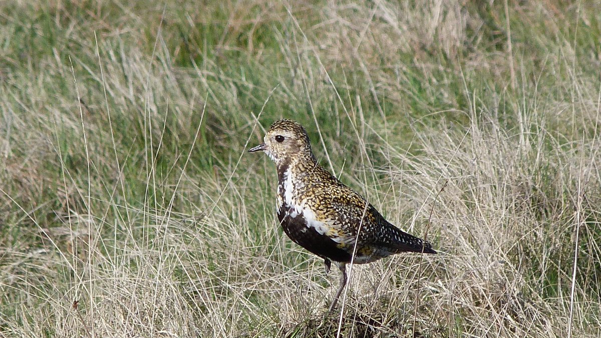 First sighting of a #GoldenPlover today - just like this one. These birds are the first to arrive back on Walshaw Moor SSSI to breed but their future is threatened by a massive 65 turbine wind farm, even though this is a Special Protection Area for birds. stopcalderdalewindfarm.co.uk/tweet-of-the-d…