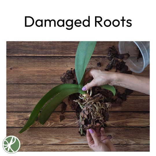 I only recently learned that fire can move underground, damaging roots of trees that appear otherwise healthy. Powerful metaphor! rebeccasutherns.com/damaged-roots/