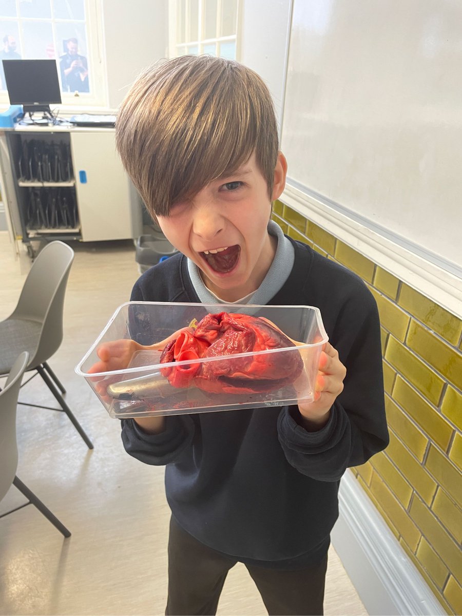 HambrookSchool's tweet photo. #hambrook6 have enjoyed exploring the heart today. We looked at a pig’s heart to help our understanding of the atriums, ventricles and blood vessels. https://t.co/eo6OQ65QGo