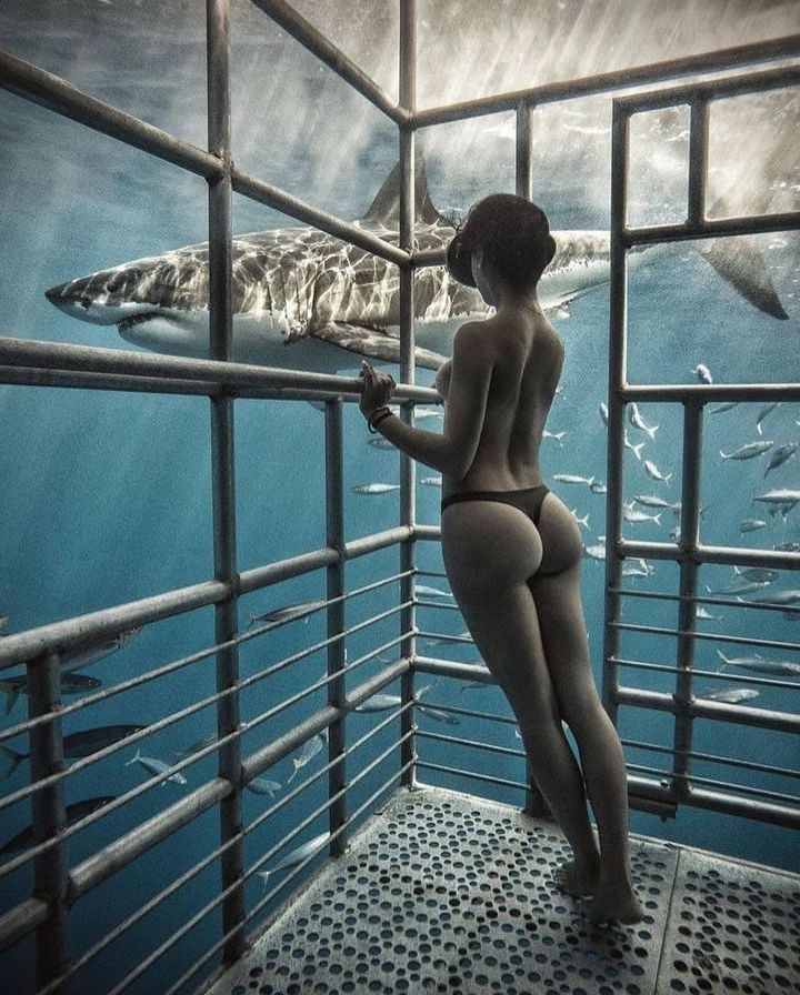 🧜‍♀️🧜‍♀️🧜‍♀️
.
.
.
.
.
.
#underwater #instadive #sharkresearch #freedive #underwaterart #freedivingart #freediving