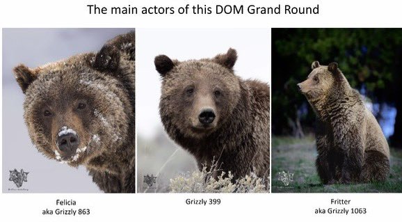 Grand rounds today led by the wisdom of grizzly bears (and @Eickelberg_MD of course) #ThisIsPACCSM #MedTwitter #PulmTwitter @PACCSM @UPMCPhysicianEd @PittDeptofMed @PittIMChiefs