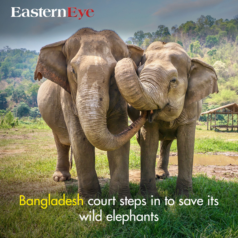 EasternEye's tweet image. Bangladesh court steps in to save its wild elephants

Read more- easterneye.biz/bangladesh-asi…
#WildlifeConservation
#ElephantProtection
#BangladeshCourt
#EnvironmentalJustice
#ConservationEfforts
#AnimalRights