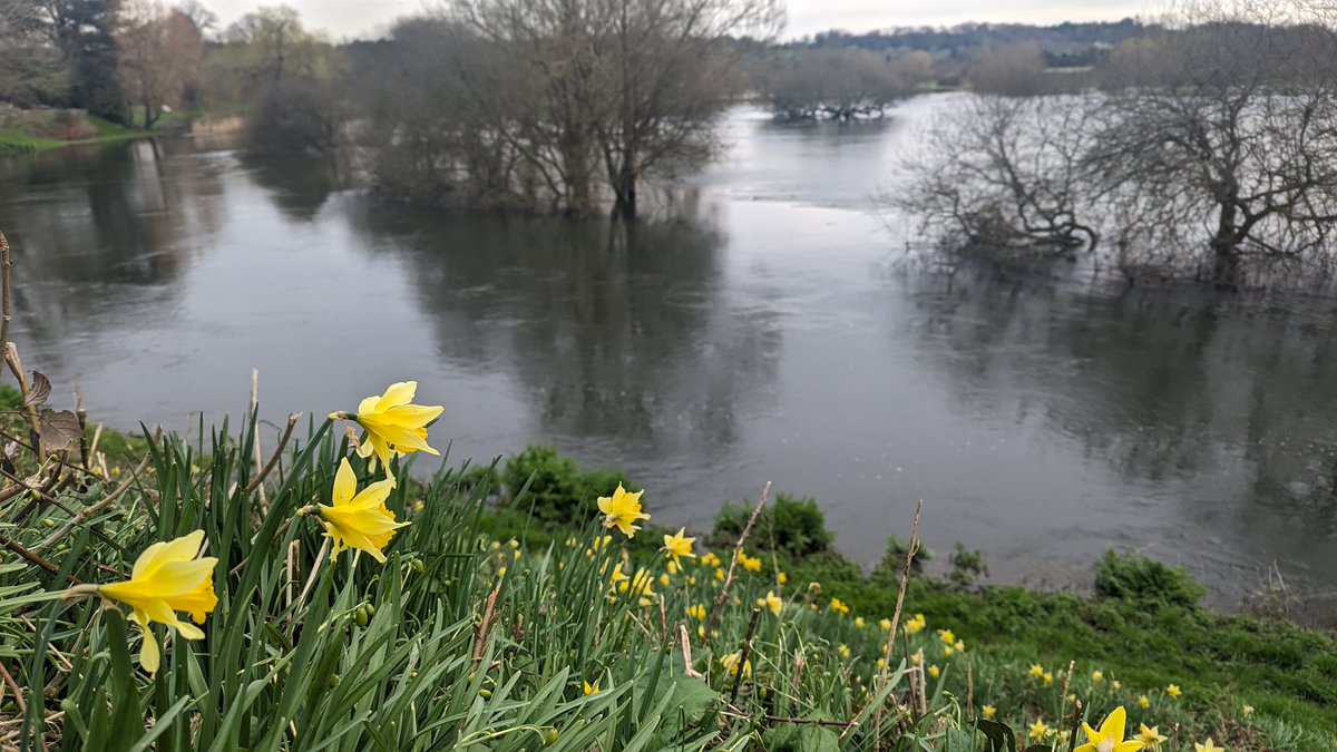 The view from the office today at @Gameandwildlife HQ. A very wet Avon Valley (Hampshire) holding back the water @Feargal_Sharkey @WessexRivers @theriverstrust