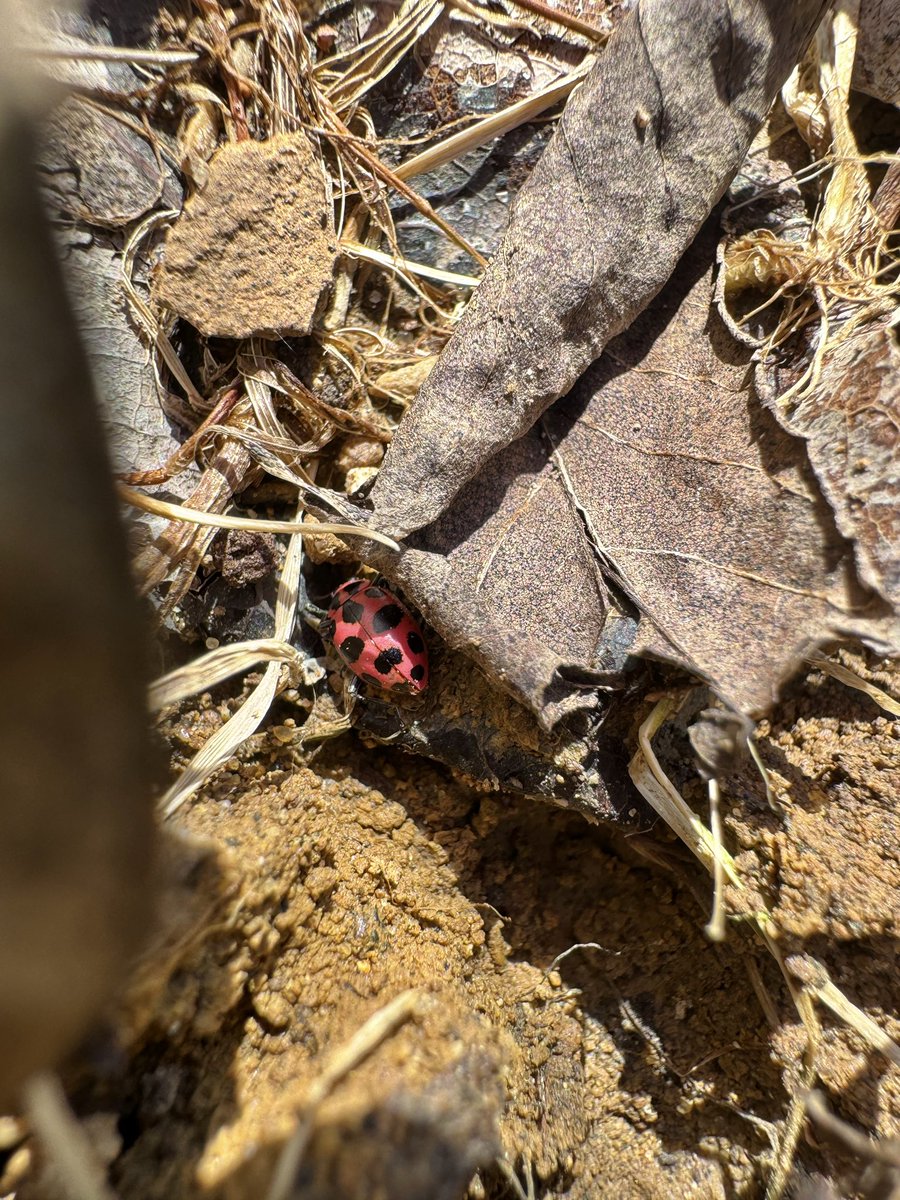 🦋 First butterfly of the season today in Southern Wisconsin! An eastern comma. Bonus pink-spotted lady beetle from yesterday. Pretty dang early to be seeing these critters out and about!