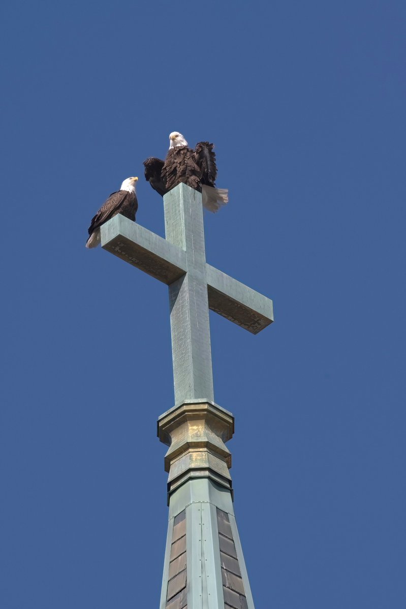 New York City's first known nesting pair of bald eagles in over one hundred years atop the steeple cross of Old St. Joachim & St. Anne's R.C. Church. The sanctuary was immortalized in the iconic baptism scene in Mario Puzo's 'The Godfather.' #StatenIsland #TheGodfather #Birds