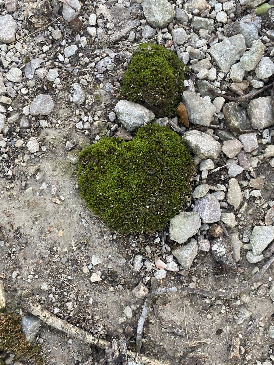 Merryhappy2's tweet photo. @CatherineMcNiel A moss heart in front of my parents house 🖤 https://t.co/nlghh3Z6Bh