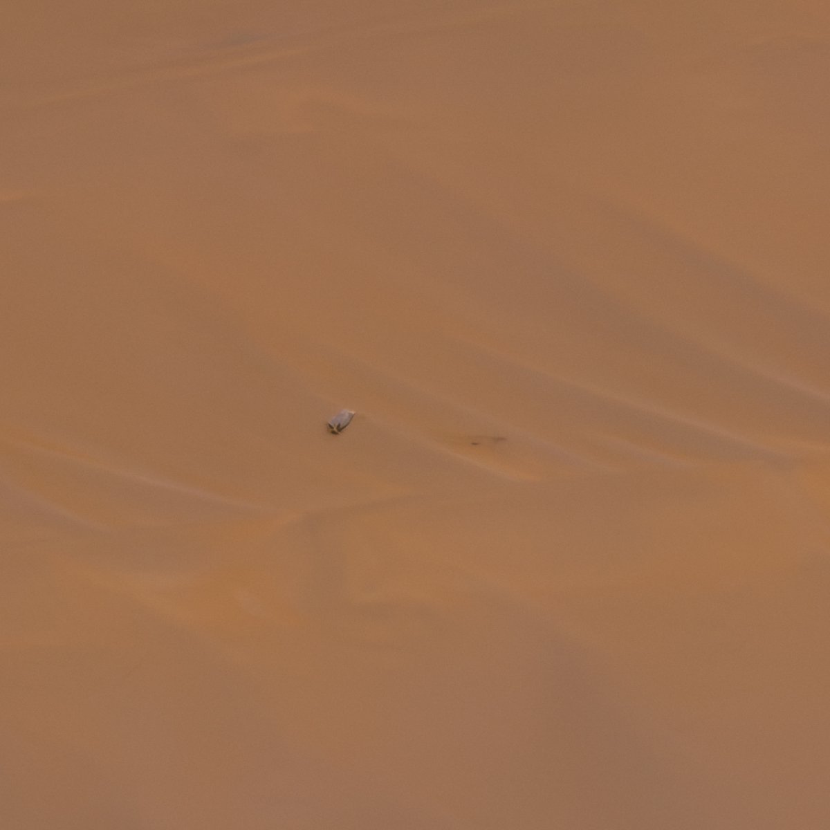 exploreplanets's tweet photo. Nestled in the vibrant red Martian sand, a lonely blade from NASA's Ingenuity helicopter lies about 15 meters from the aircraft's final resting place. 💔 https://t.co/OmaMR6xQ45