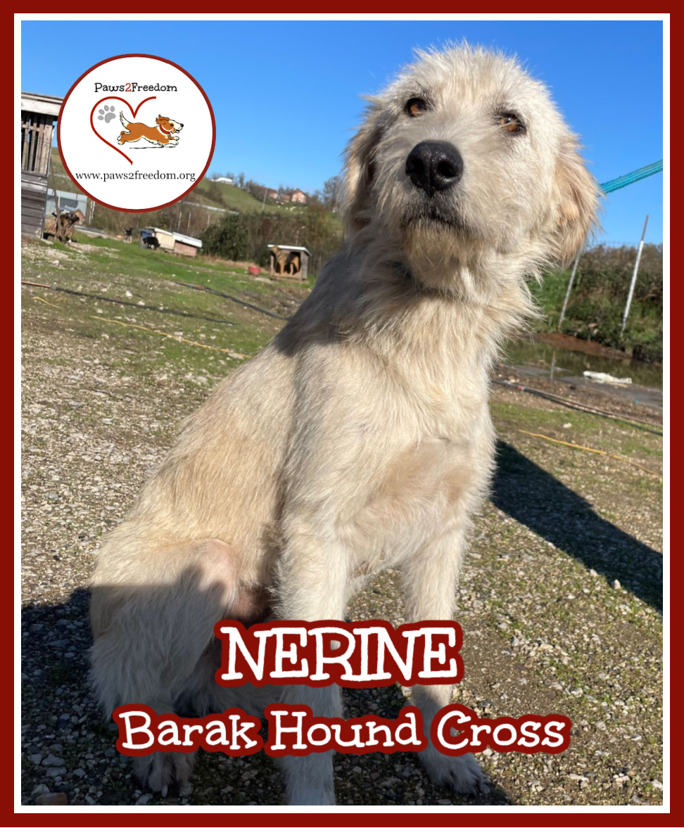 Paws2Freedom's tweet image. Hello. My name is Nerine. I'm a Barak Hound looking for my forever home. I'm kind and loving, playful, clean and curious. Can I come and live with you, please?? I promise I'll be good xx #dogrescue #dogfoster #Cornwall #Devon facebook.com/media/set/?set…