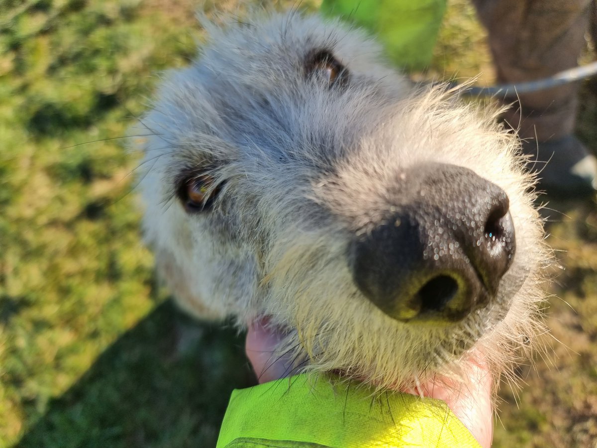 Paws2Freedom's tweet image. Hello. My name is Nerine. I'm a Barak Hound looking for my forever home. I'm kind and loving, playful, clean and curious. Can I come and live with you, please?? I promise I'll be good xx #dogrescue #dogfoster #Cornwall #Devon facebook.com/media/set/?set…