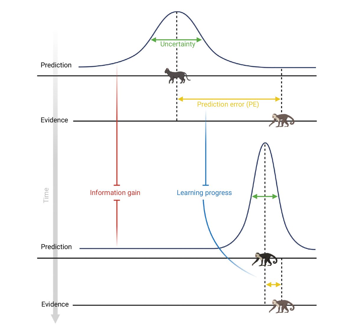 Curiosity and the dynamics of optimal exploration

Review by Francesco Poli (@FrancescPoli), Jill X. O’Reilly, Rogier Mars, &amp; Sabine Hunnius

OA: rb.gy/5koswl