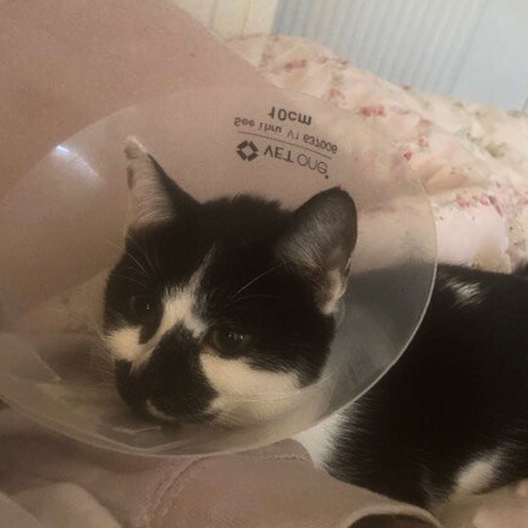 PDSA_HQ's tweet photo. This is our one-year-old pet patient, Olive. She was rushed to our Wolverhampton Pet Hospital for emergency treatment after suffering from a life-threatening womb infection 😿
As today is #WorldSpayDay, get to know the symptoms of #Pyometra: https://t.co/5Vu2uw1byA https://t.co/W422NjyoKe