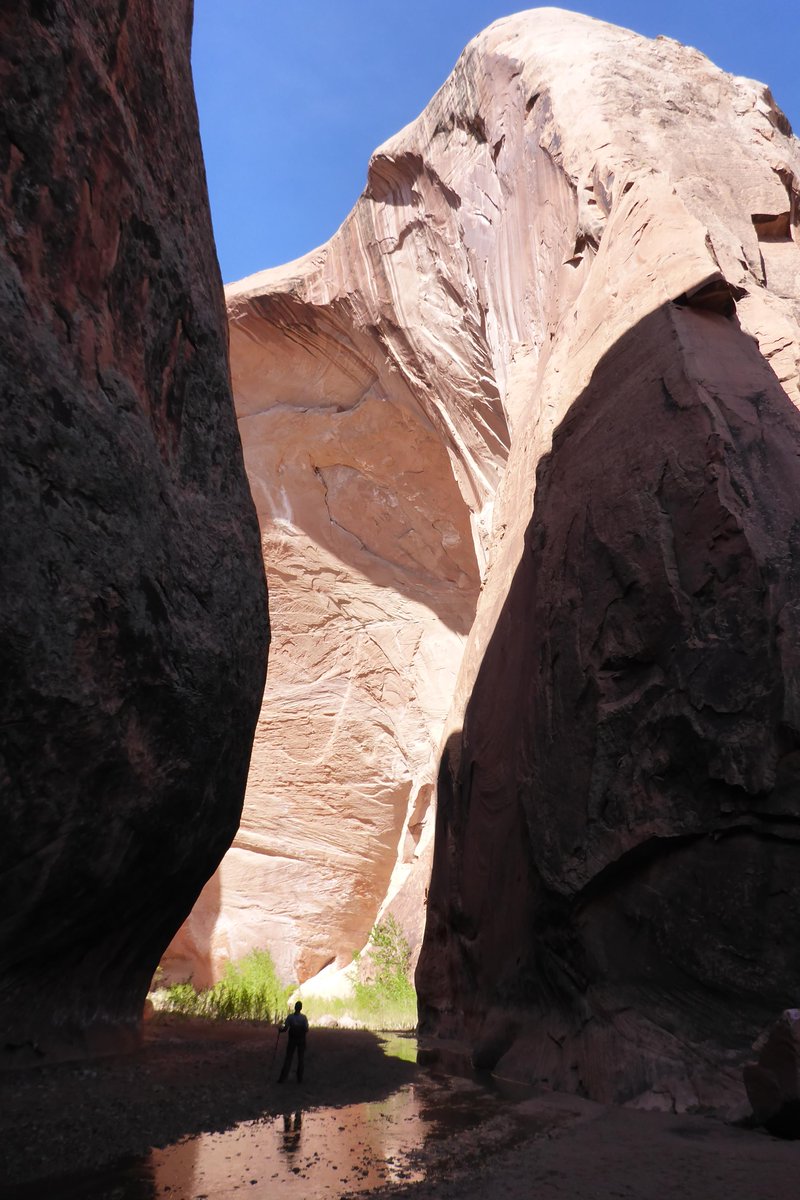 Trail Tuesday! Halls Creek Narrows takes adventurous hikers to the remote southern portion of Capitol Reef. The 22.4-mile (36.1 km) roundtrip hike explores deep canyons, near-constant running water that may require swimming, and a historic wagon trail. NPS / A. Huston