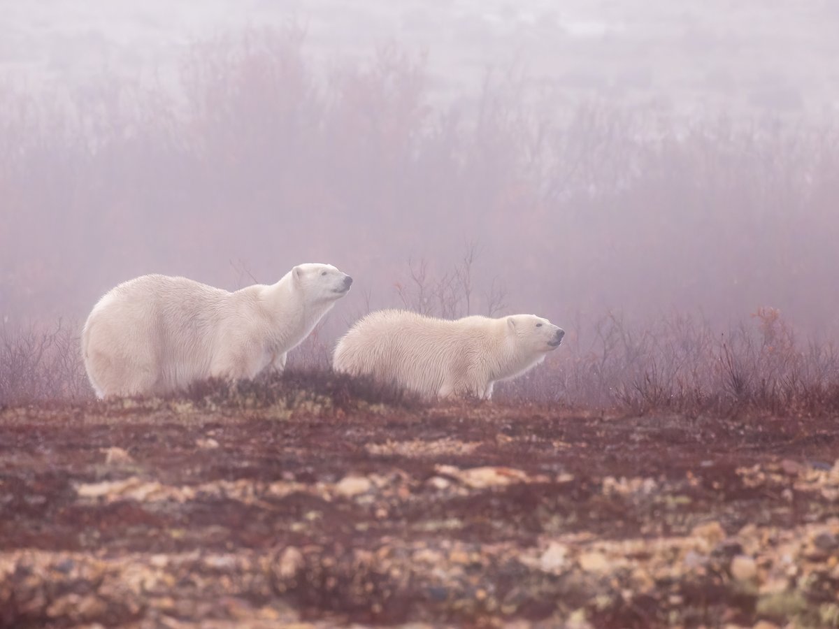 🐻‍❄️ It's International #PolarBearDay! 🐻‍❄️ These amazing mammals have an incredible sense of smell! Guess how far they can sniff out their prey... is it 12, 16, 20 or 24 kilometres away? Comment below!

📸: Edward Busby | #CWFPhotoClub