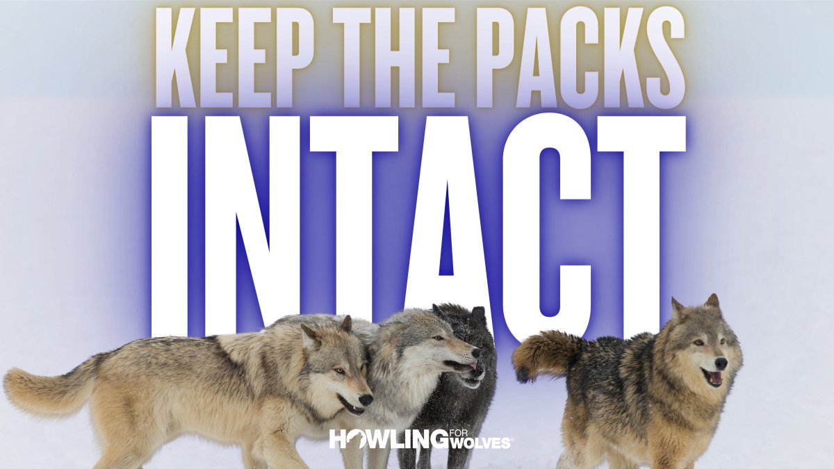 Howling4Wolves's tweet image. 2024 is our year to put an end to the looming Minnesota wolf hunt &amp;amp; #KeepThePacksIntact! With new wolf allies entering their 2nd legislative session &amp;amp; proven allies in leadership positions, we have our best shot at banning wolf hunting. Take action at HowlingForWolves.org/take-action!