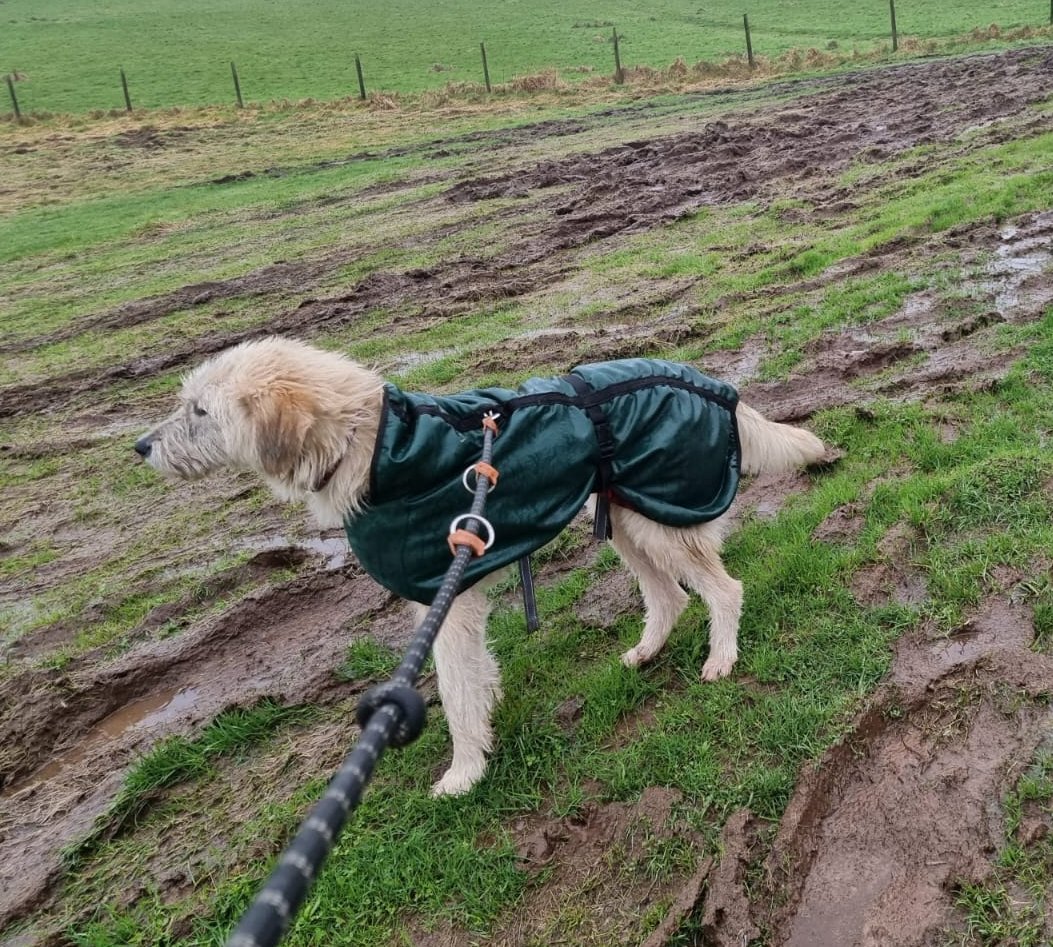 Paws2Freedom's tweet image. Living the dog rescue dream! Despite the rainy weather, we're busy as always. If you're lucky enough to catch some sunshine, soak it up! Wishing you all a happy day, rain or shine. To sponsor, foster or adopt one of our beautiful dogs, click the link paws2freedom.org/contact