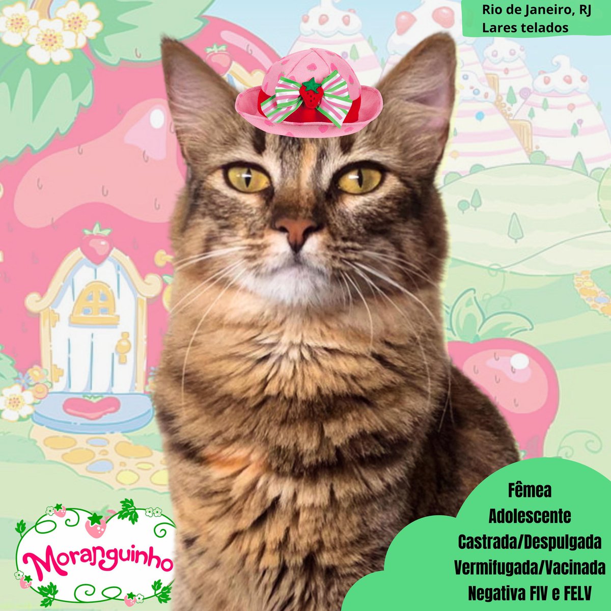 ongflagato's tweet photo. ADOÇÃO - RJ 🚨

Oi Miaumigos! Hoje viemos apresentar a Moranguinho, a gatinha mais doce que você vai conhecer 🍓

Se você quer fazer seus dias mais doces, entre em contato com a gente!

Ajudem com RT para encontrarmos uma família pra ela 💚 https://t.co/tZpitlETBs