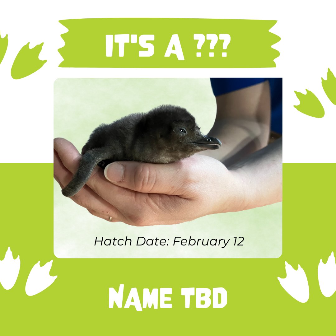 🍼💙 BABY BOOM ALERT! Adventure Aquarium is excited to welcome THREE healthy new hatchlings into our little blue penguin colony.

These chicks are a welcome addition to the Aquarium family and important ambassadors to their species! 

Book your visit at AdventureAquarium.com!
