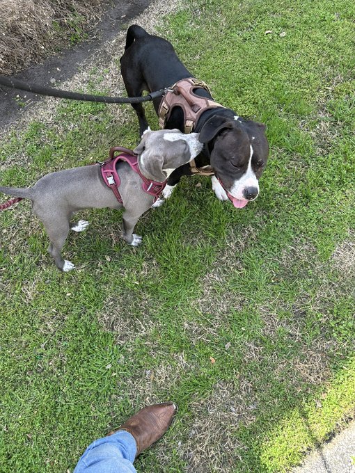 My puppy got a puppy for his birthday 🥳 https://t.co/zFjXoA24fb<a href="/tag/whereisdeandreaford"class="tags"><span>#whereisdeandreaford</span></a>