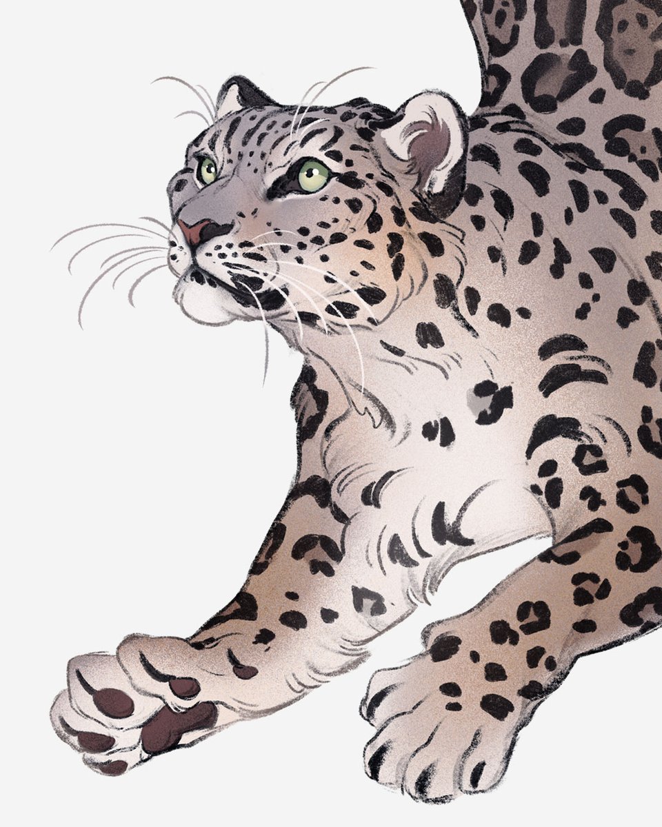 「Next #febroary, this time #snowleopard! 」|Nora Potworaのイラスト