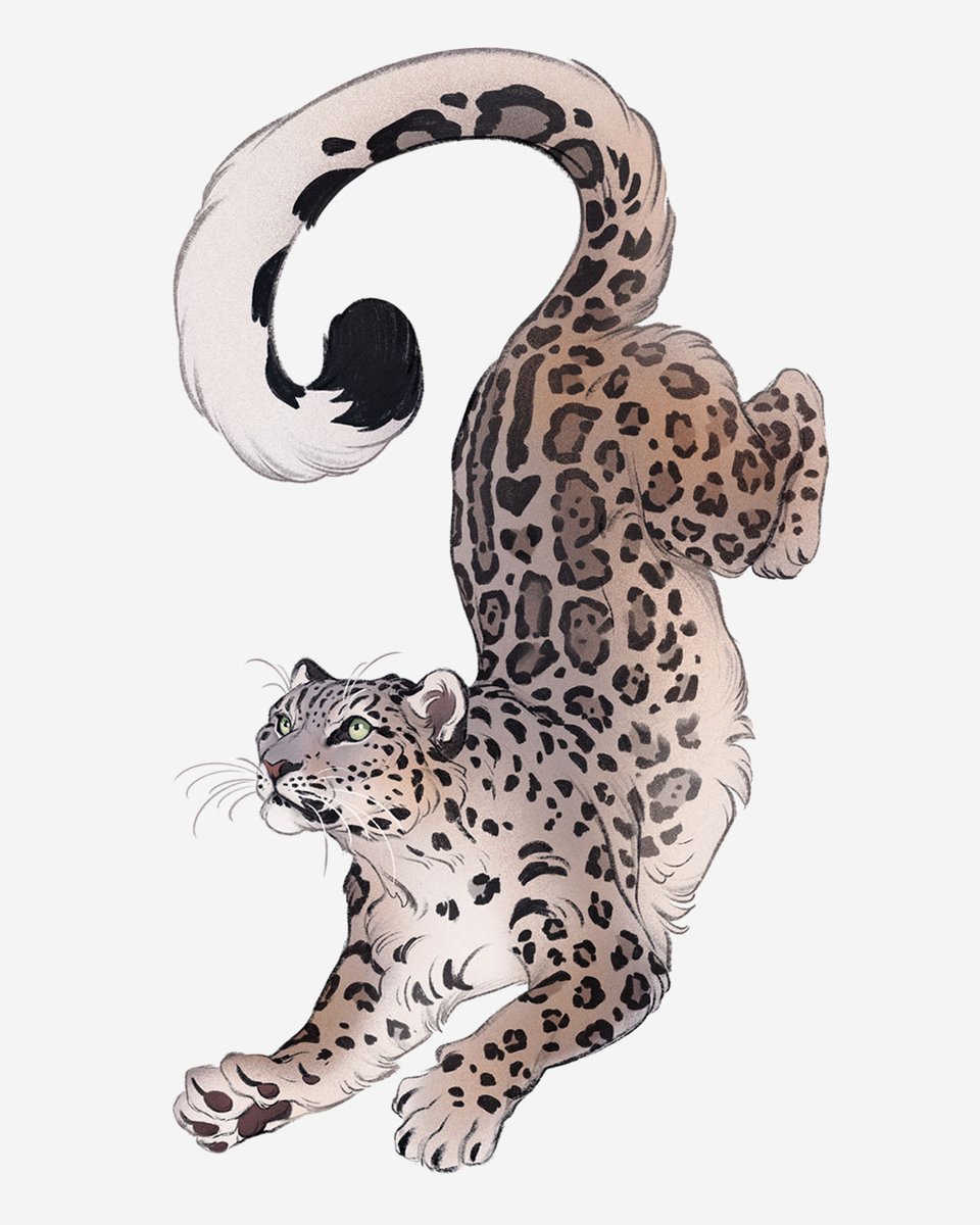 「Next #febroary, this time #snowleopard! 」|Nora Potworaのイラスト