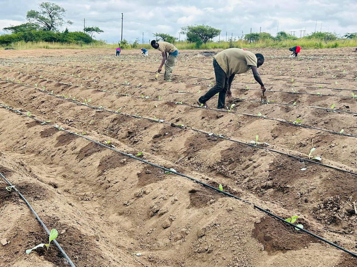 Job creation. Poverty alleviation. Community empowerment. Women empowerment. Youth empowerment. Skills transfer. Food security. Workplace Integrated Learning All under one umbrella We are Benica Farm #socialenterprise#climatesmartenterprise