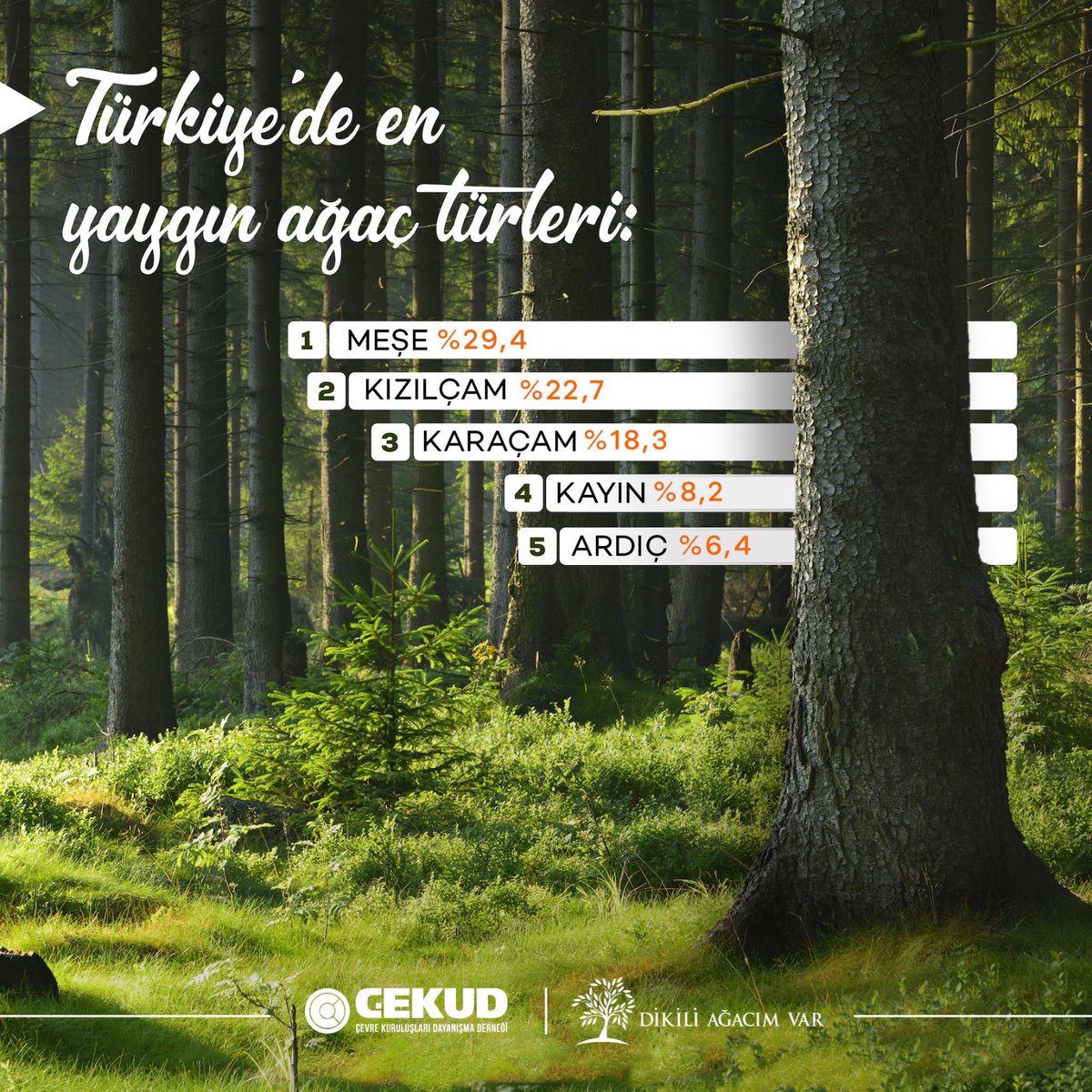 Türkiye’de en yaygın ağaç türleri🌳🌲

Yeşil bir gelecek için bu sayıları arttırmalıyız. Bu sayılar arttıkça aldığımız nefes, yaşadığımız dünya değişecek.

#meşe #kızılçam #orman #ağaç #karaçam #ormangenelmüdürlüğü