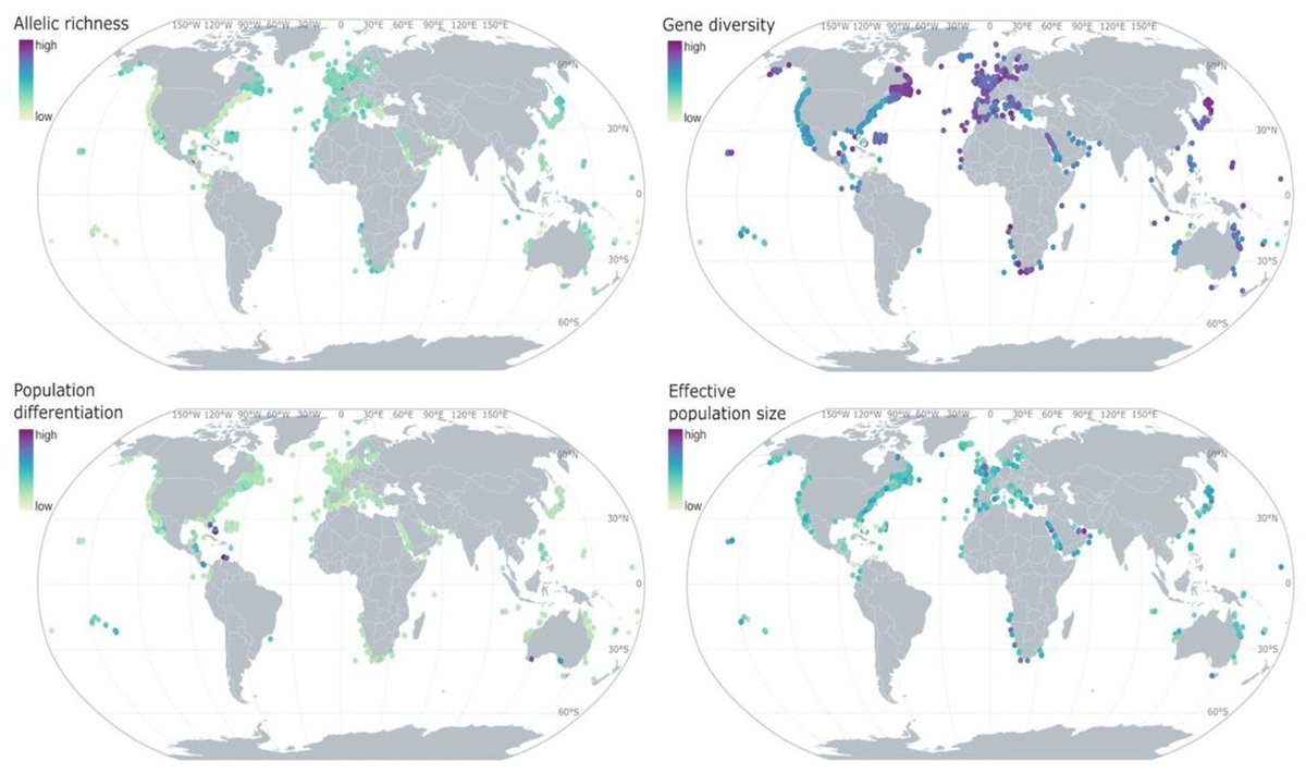 The latest from @KarEleana is up! Synthesizing data from 75,496 individuals, 73 species & 1143 sample sites, we found a globally consistent negative effect of urbanization on genetic diversity but not differentiation in marine fish. @WPG_Squirrels doi.org/10.1101/2024.0…