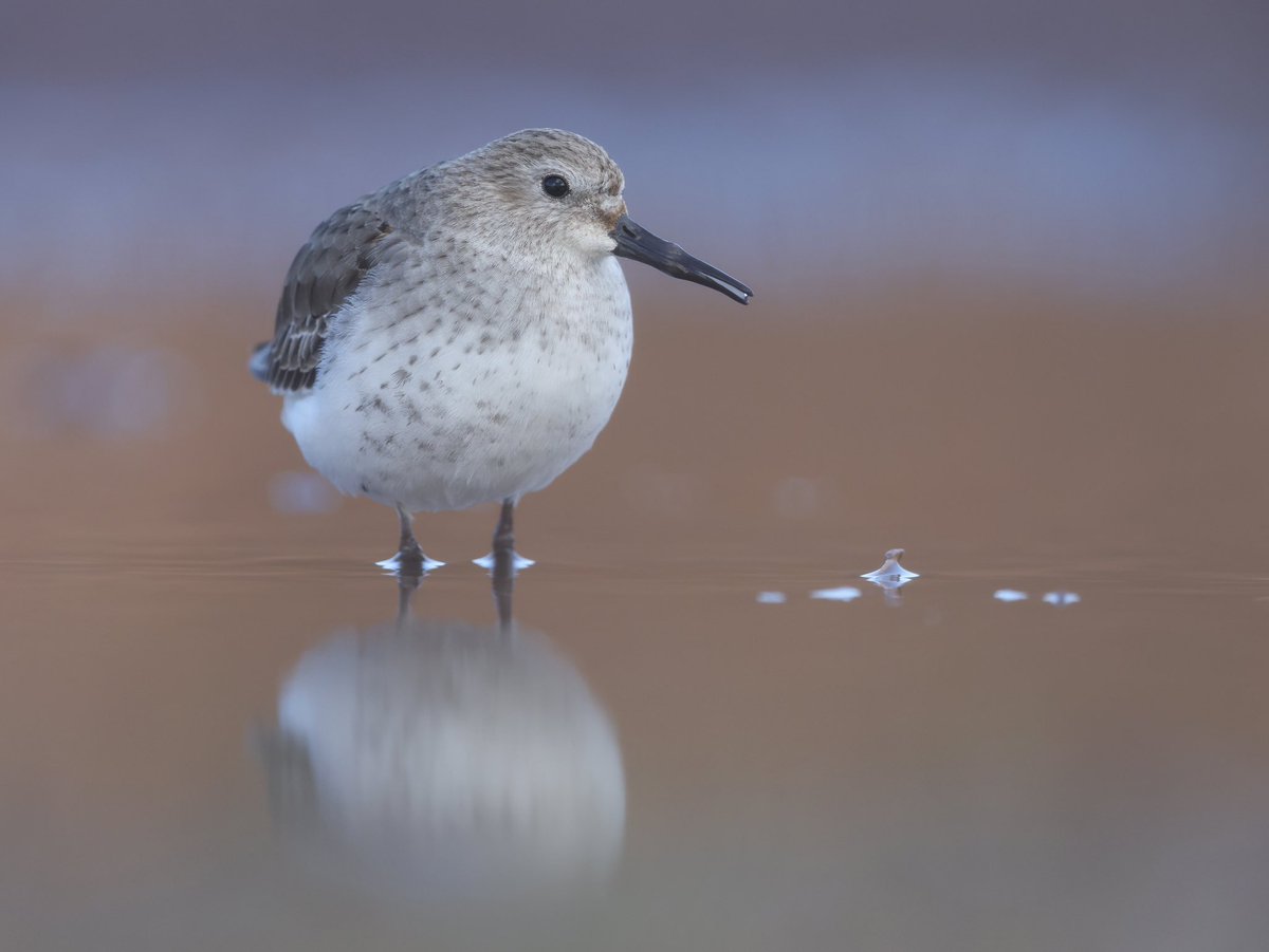 Kevin Morris tweet media