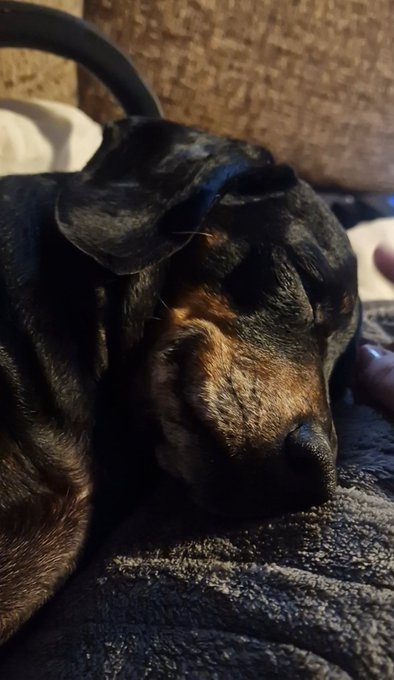 This one is shattered after a 5 hour round trip to the eye specialist. Happy to be sleeping!!! I'll be