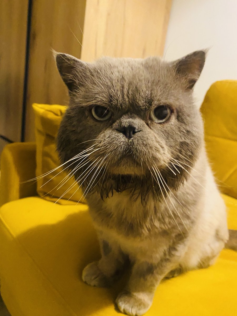 Did I tell you about the new cat? 
No? 
New cat mate. Big face.