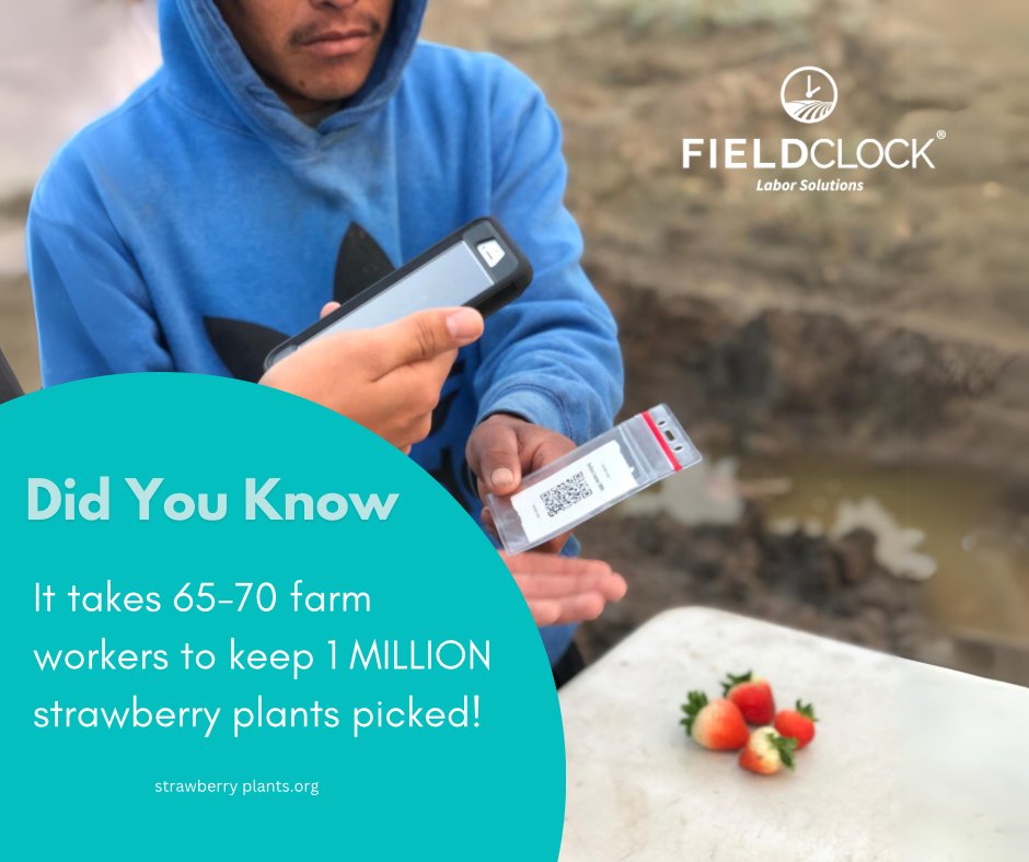 Happy National Strawberry Day! 🍓 At FieldClock, we're proud to support our hardworking strawberry growers who bring sweetness to our tables. Here's to celebrating the fruits of your labor today and every day! 

#NationalStrawberryDay #StrawberryGrowers #FieldClock #Farming