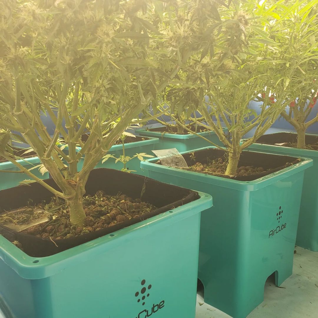 Grow Ace tweet media