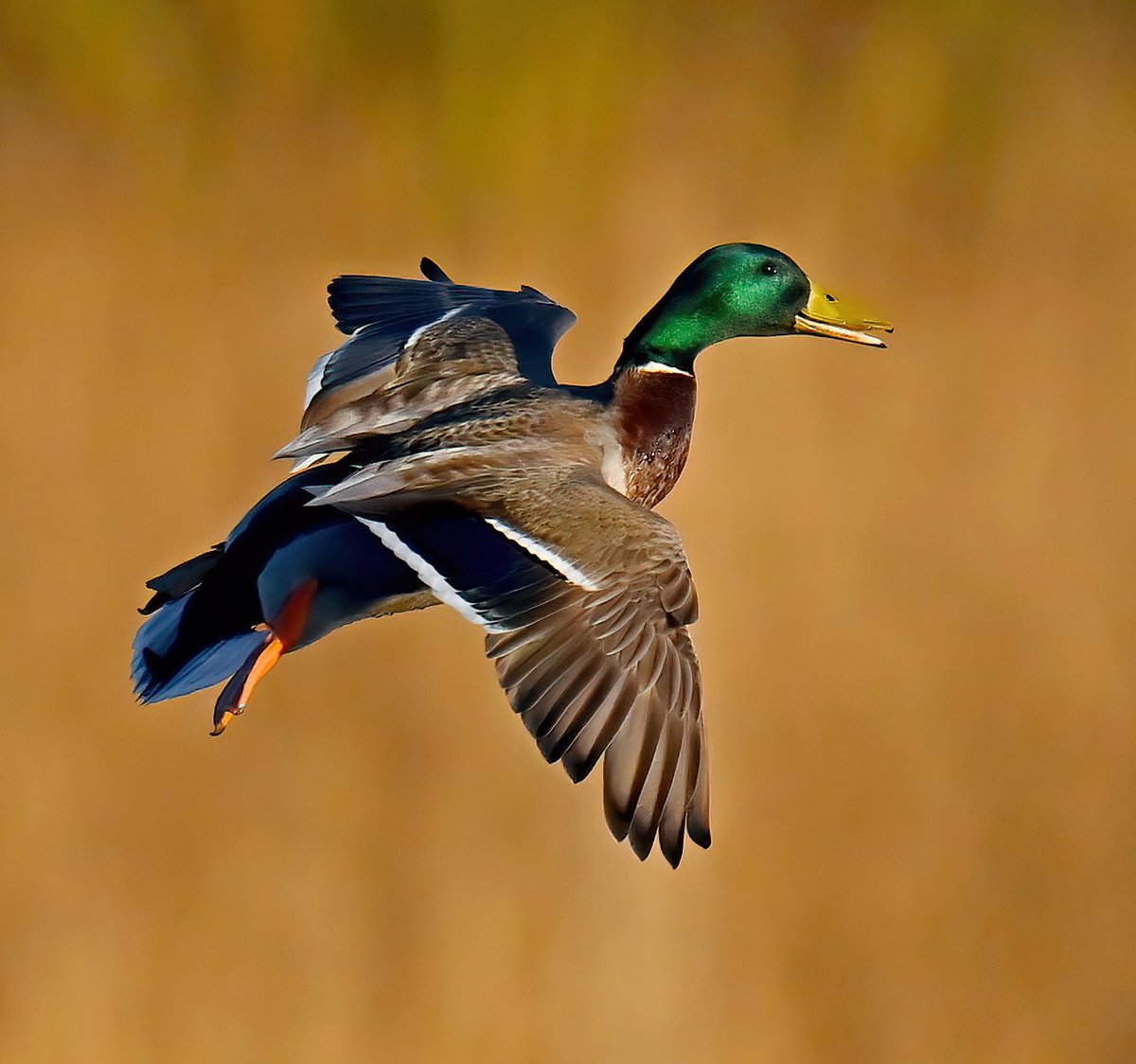 Male Mallard coming in to land. 😊 Taken at the weekend at RSPB Ham Wall in Somerset.🦆