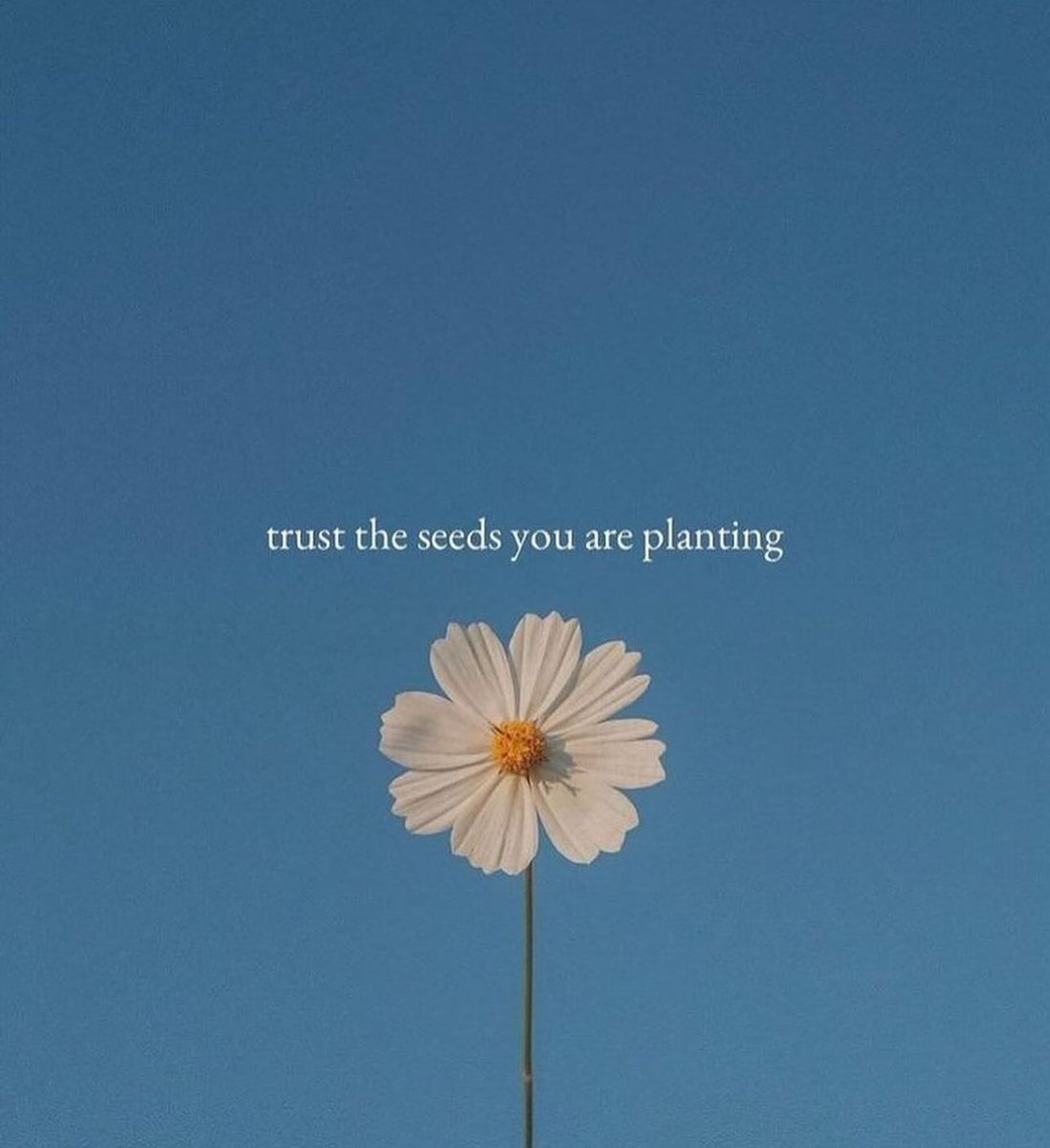 🌼