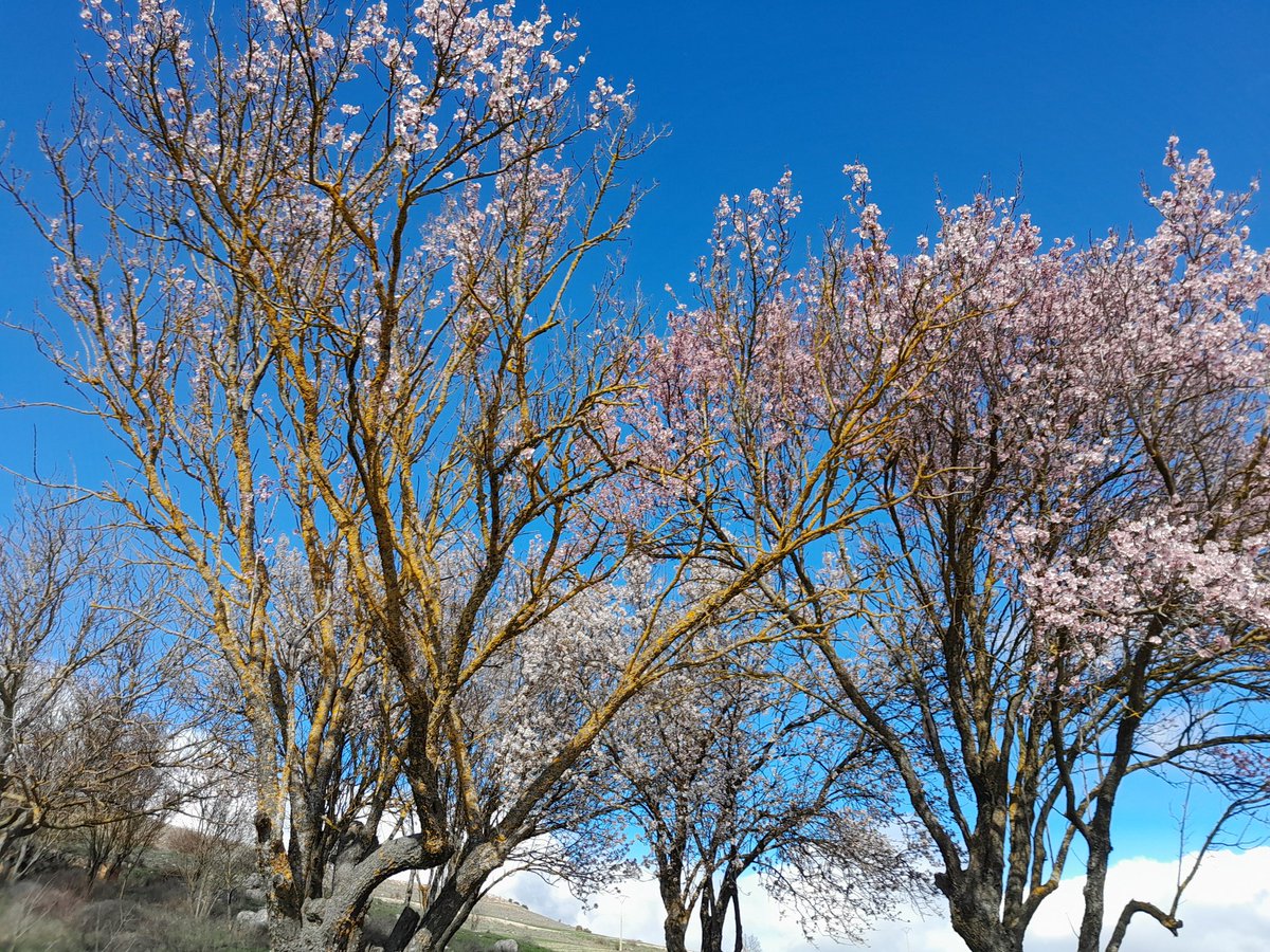MontseRoman's tweet photo. Azul que te quiero azul.
#EnFlor #Castilla https://t.co/m2FVyontEc