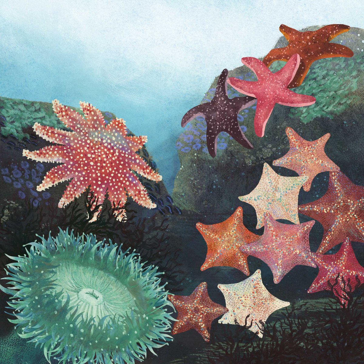 MarieHermansson's tweet image. Bat Sea Stars, Ochre Sea Stars, the Common Sunstar, and the Giant Green Sea Anemone are species found in Monterey Bay. Each playing important roles in the ecosystem.

Funny fact: Bat Sea Stars arm wrestle each other 😄

#stembook #kidlit #nonfictionpicturebook #picturebookart