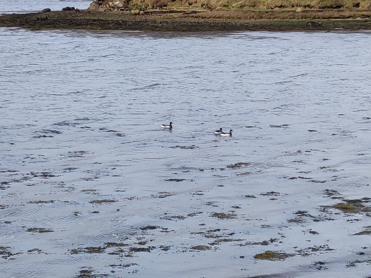 achillboy's tweet photo. Hey @BirdWatchIE I took the attached pictures below a fewes back in Achill. Any ideas what these birds are please? https://t.co/ejSMLA5Ca5