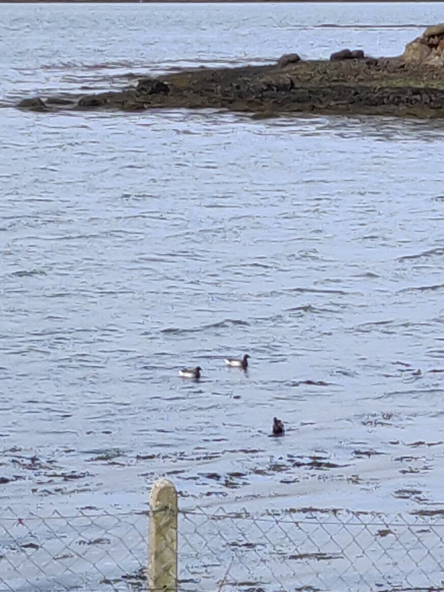 Hey <a href="/BirdWatchIE/">BirdWatch Ireland</a> I took the attached pictures below a fewes back in Achill. Any ideas what these birds are please?